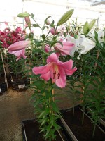 [3520 PO36 Massarossa No01.JPG]